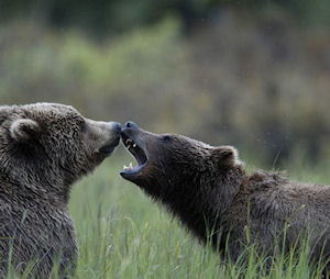 Denali Backcountry Adventure